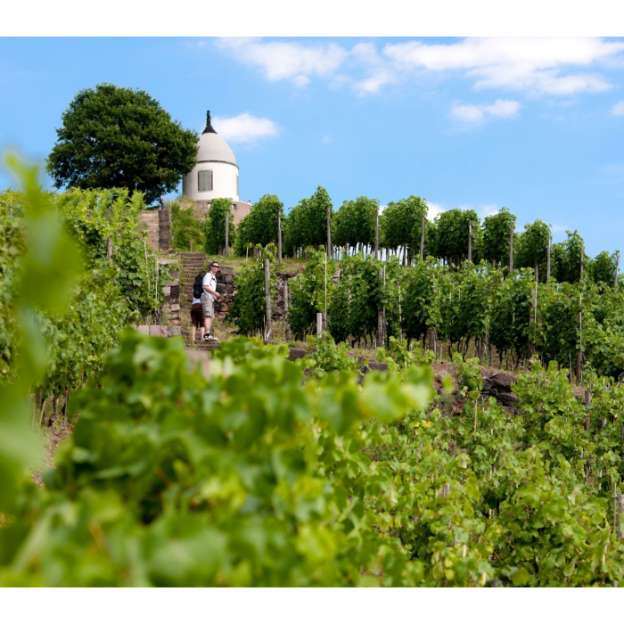 Druck-Gutschein für "Weinbergswanderung" main product photo